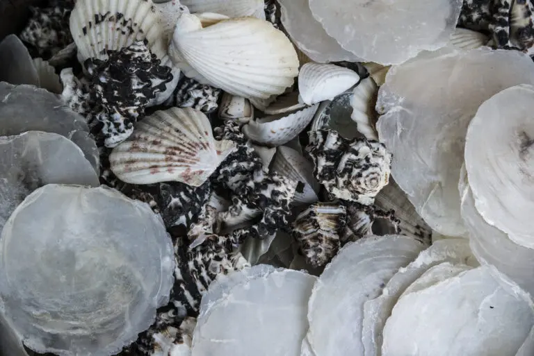 Shell B&W