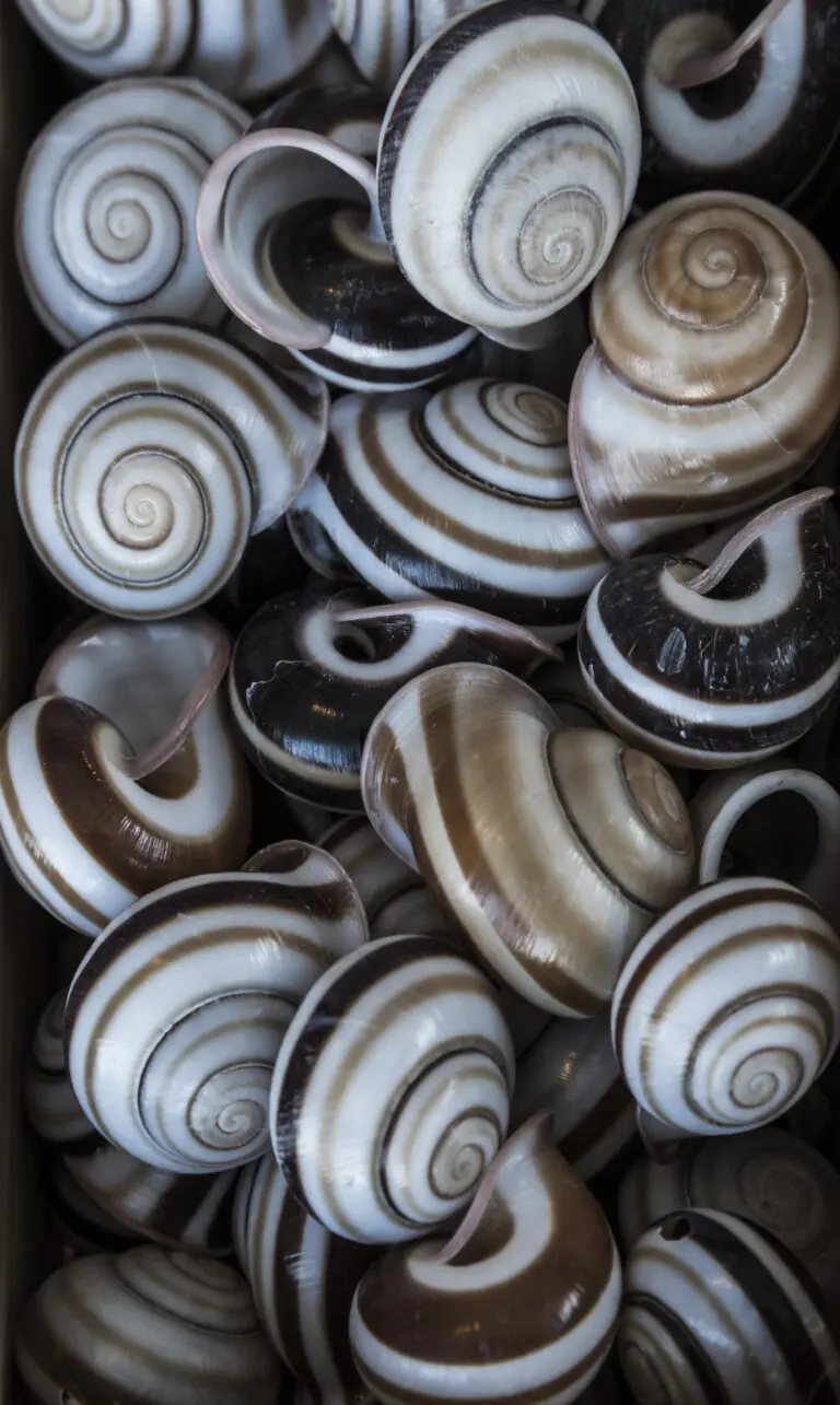 Striped Snail