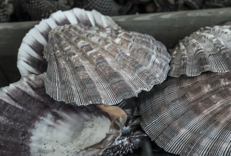 Shell