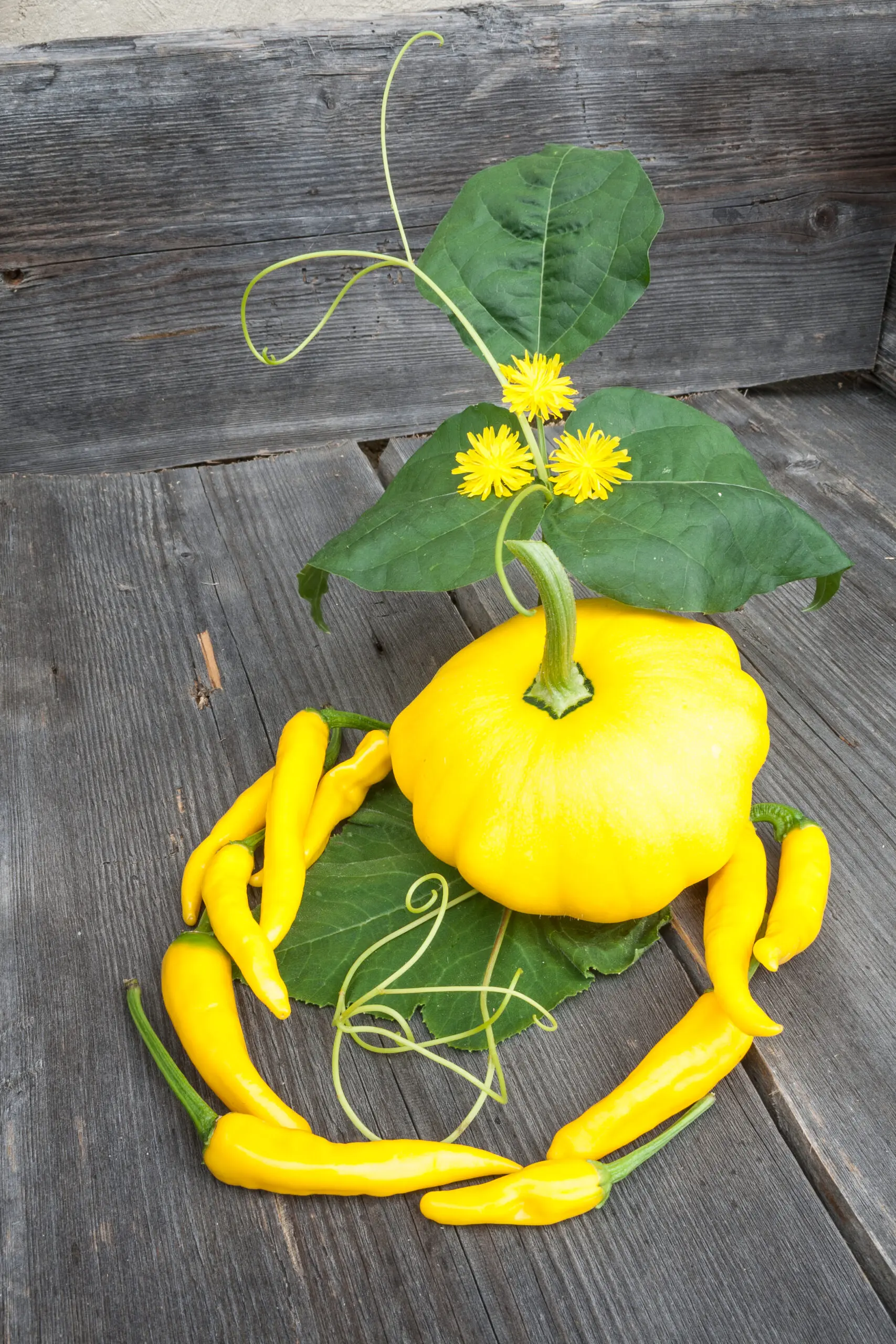 Wandbild (3349) Zuchini präsentiert: Natur,Essen und Getränke