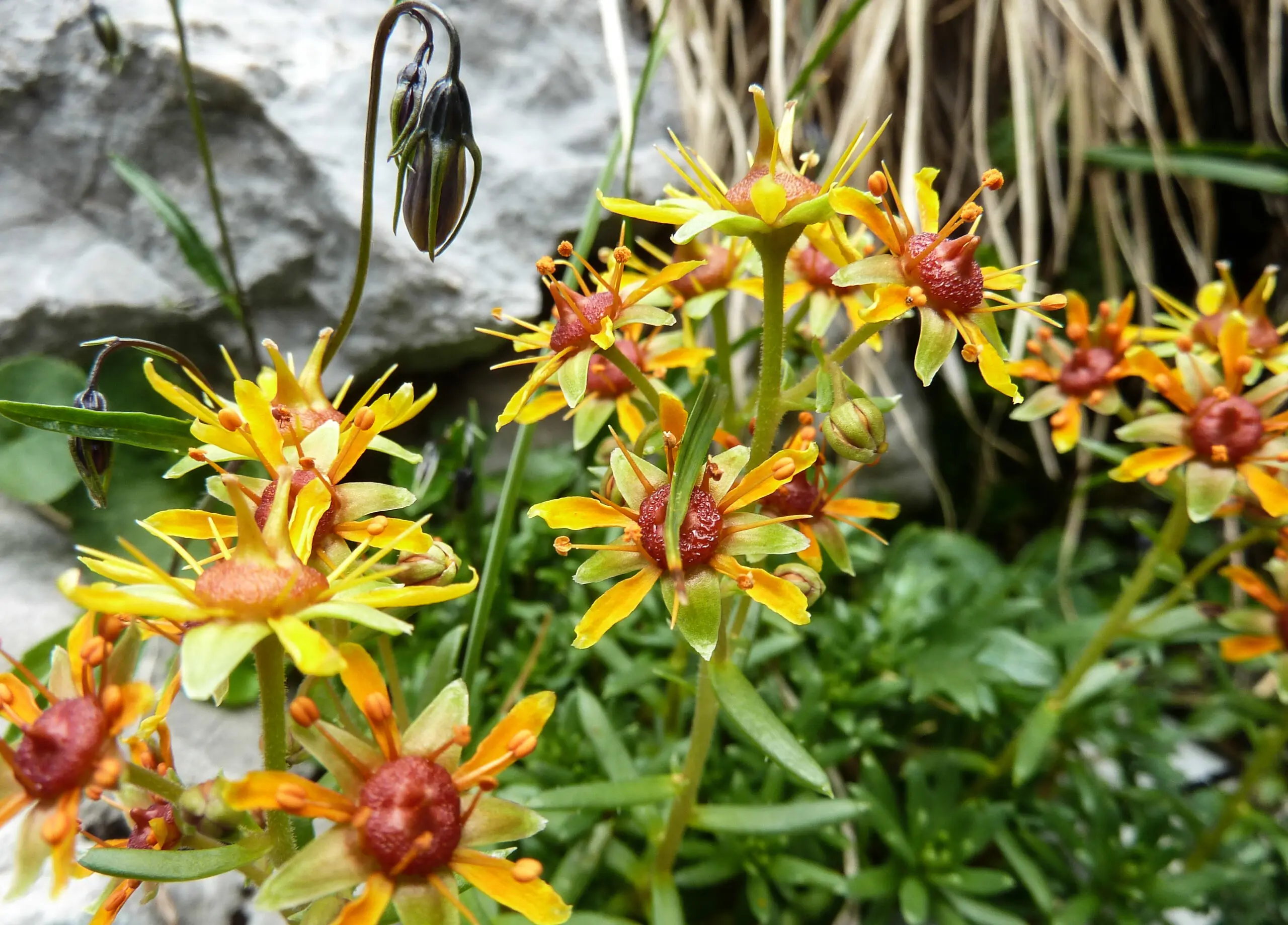 Wandbild (3348) Bergaliens präsentiert: Natur,Blumen und Blüten