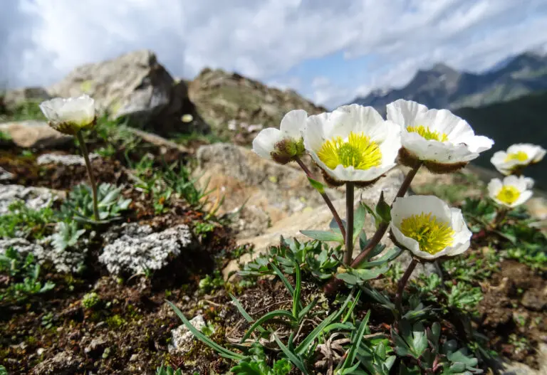 Bergblumen