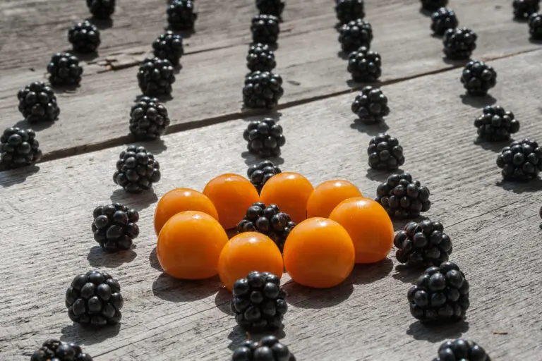 Physalis