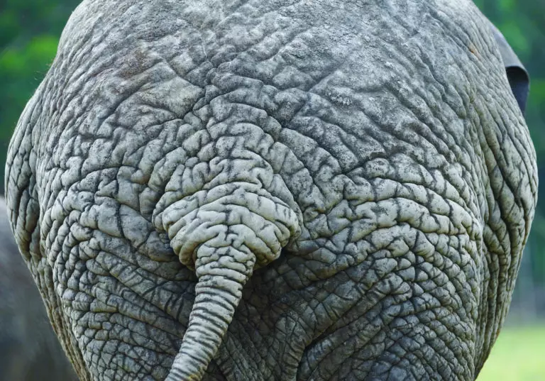 (3465) Elephant 9 präsentiert: Aus Afrika, Tiere
