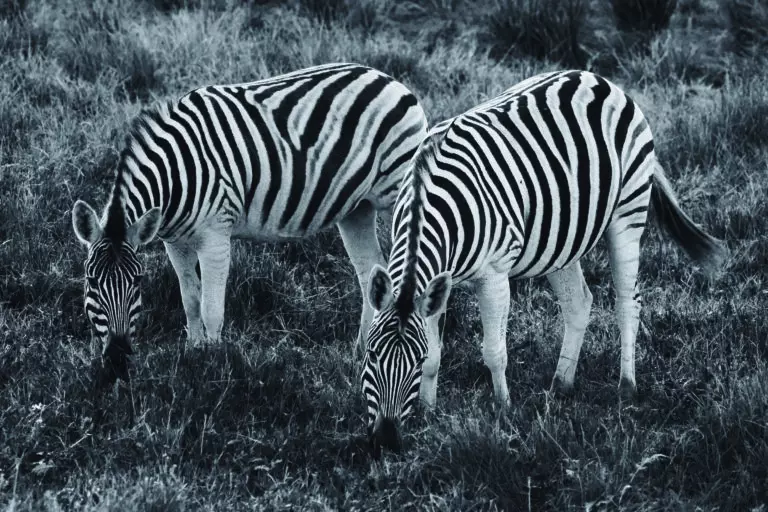 (3463) Zebra 2 präsentiert: Aus Afrika, Tiere