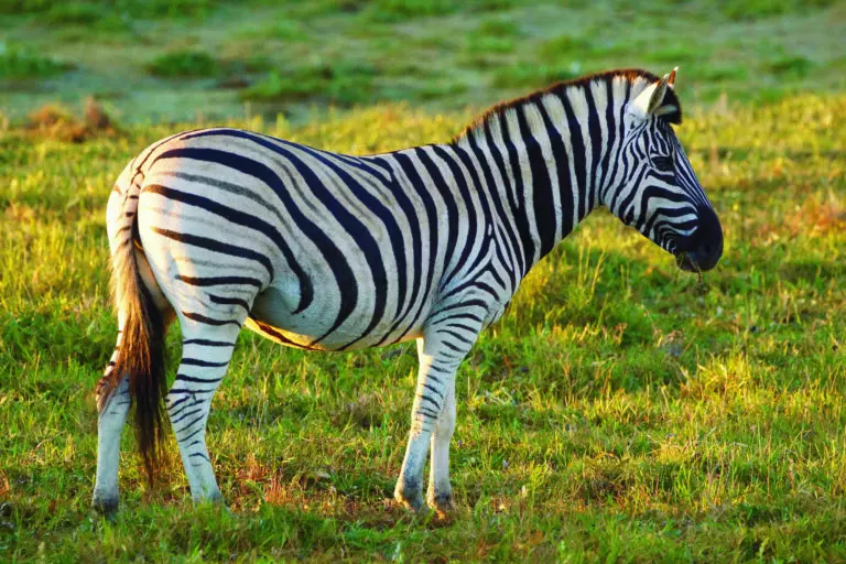 Zebra 4