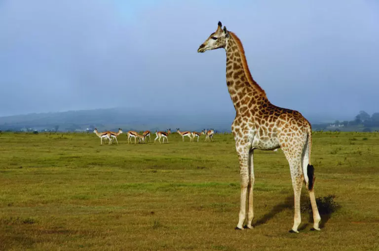 Giraffen 3