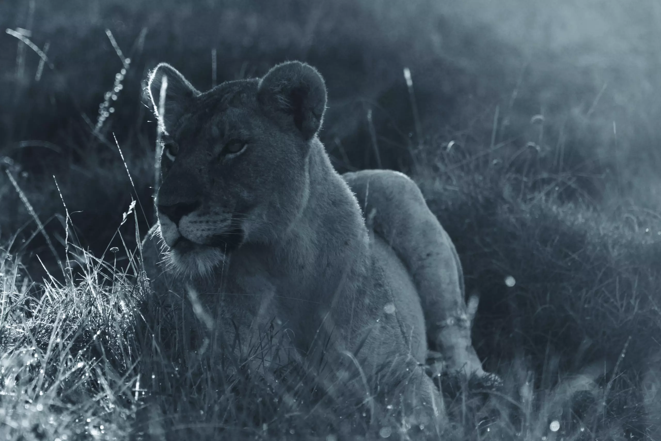 Wandbild (3459) Löwe 8 präsentiert: Tiere,Aus Afrika