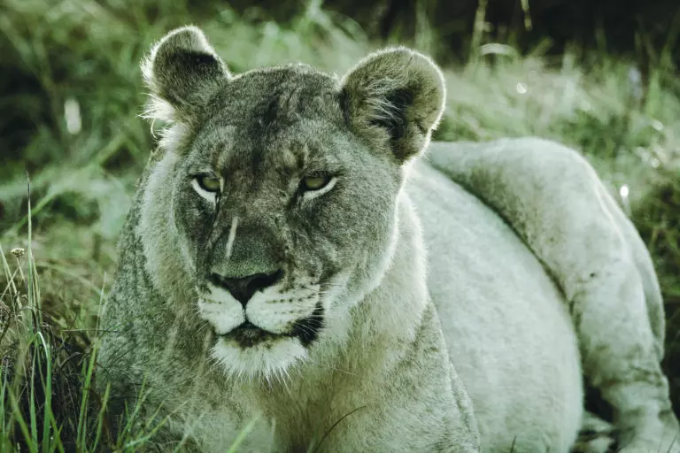  (3458) Löwe 8 präsentiert: Aus Afrika, Tiere