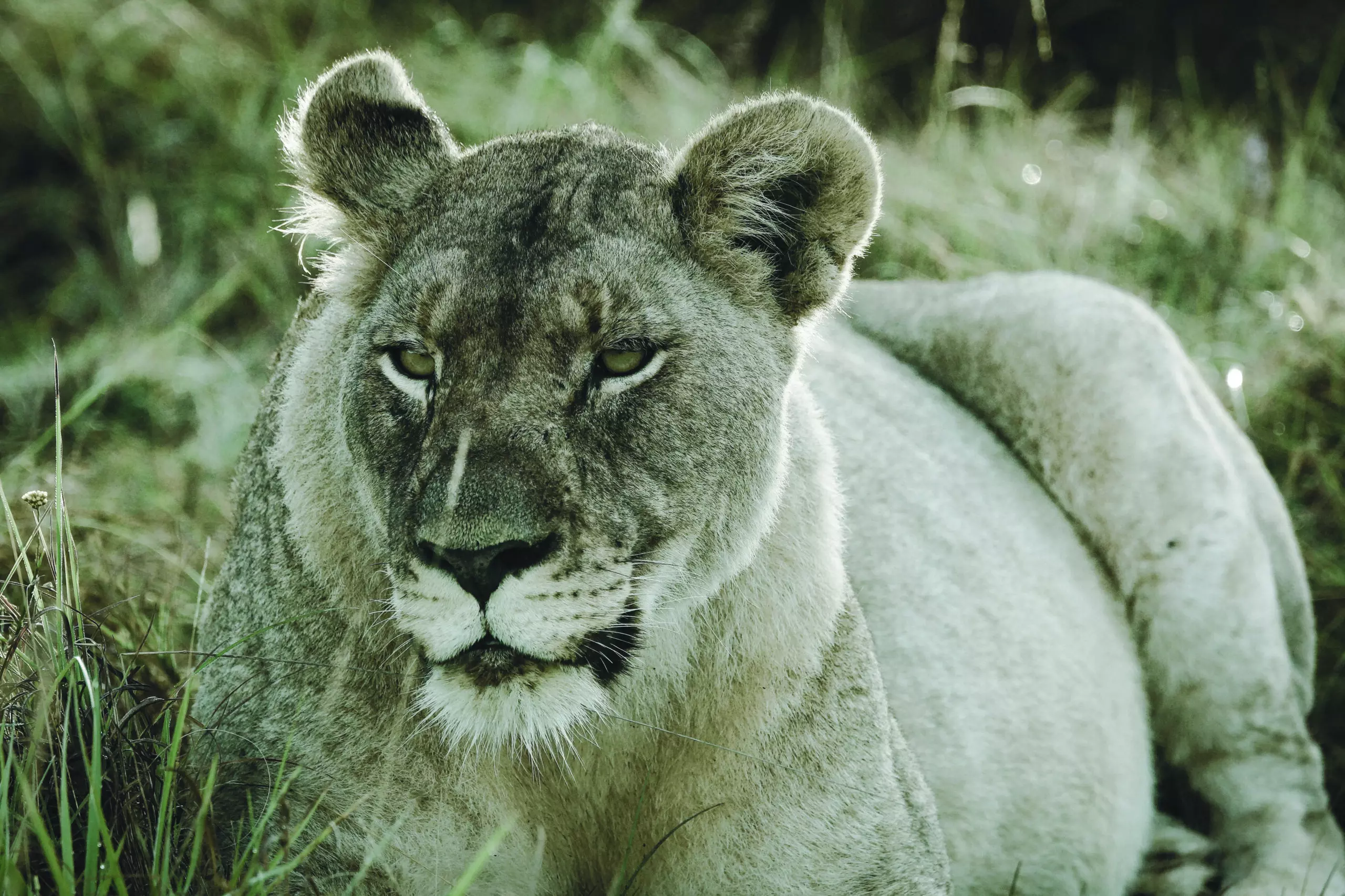 Wandbild (3458) Löwe 8 präsentiert: Tiere,Aus Afrika