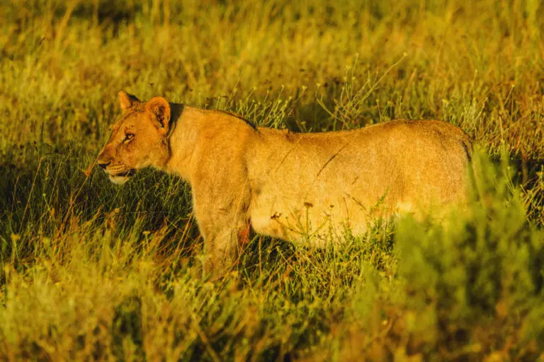  (3457) Löwe 7 präsentiert: Aus Afrika, Tiere