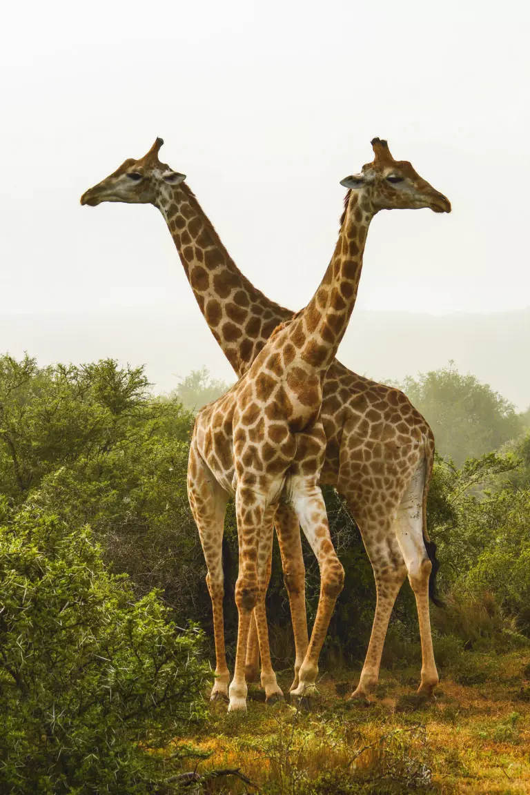 Giraffen 2