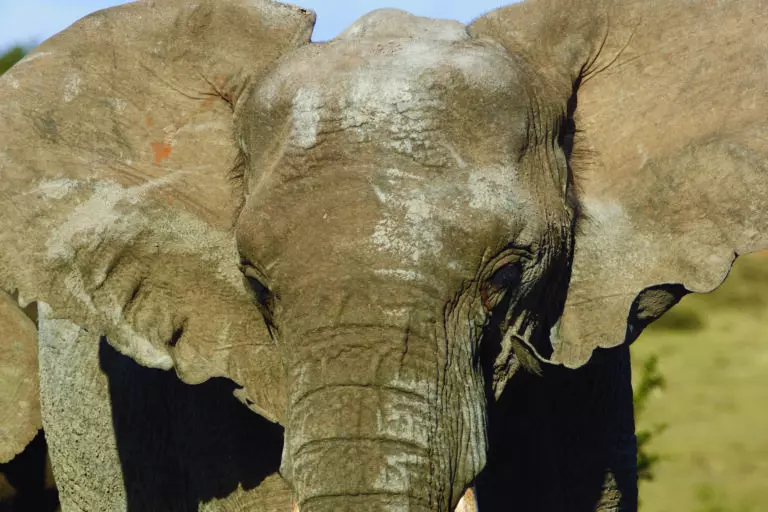  (3445) Elephant 13 präsentiert: Aus Afrika, Tiere