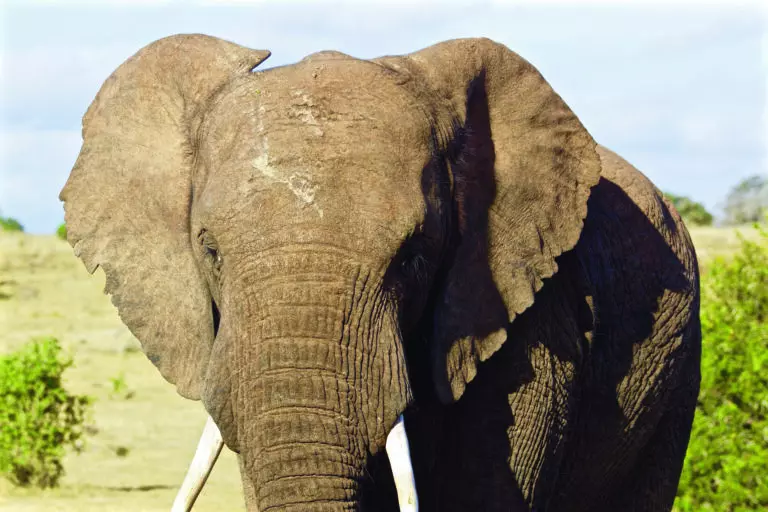  (3444) Elephant 12 präsentiert: Aus Afrika, Tiere