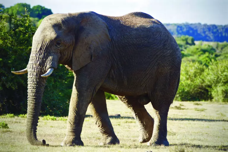  (3439) Elephant 7 präsentiert: Aus Afrika, Tiere