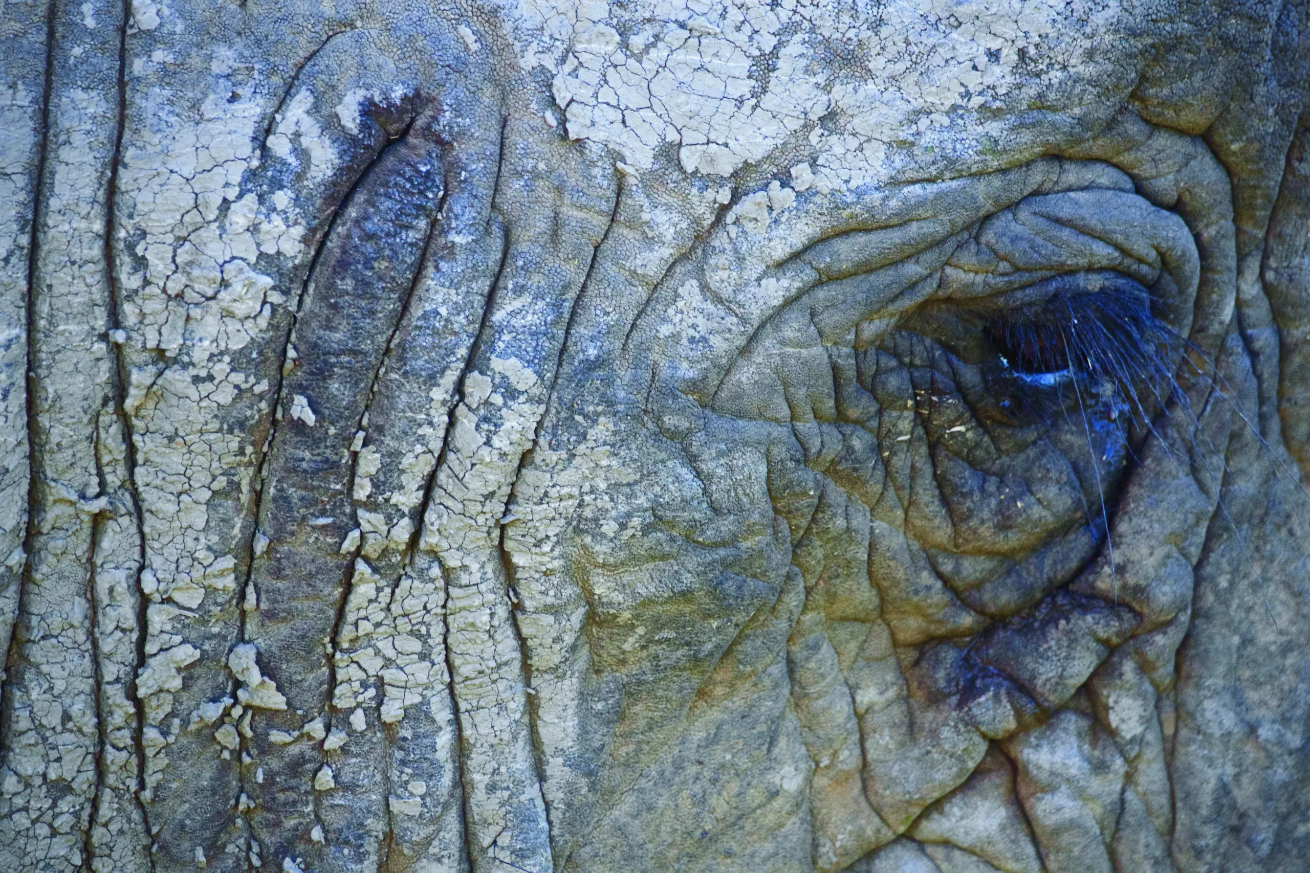 Wandbild (3438) Elephant 6 präsentiert: Tiere,Aus Afrika
