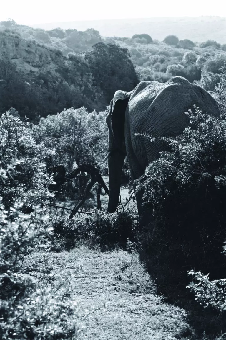  (3436) Elephant 4 präsentiert: Aus Afrika, Tiere