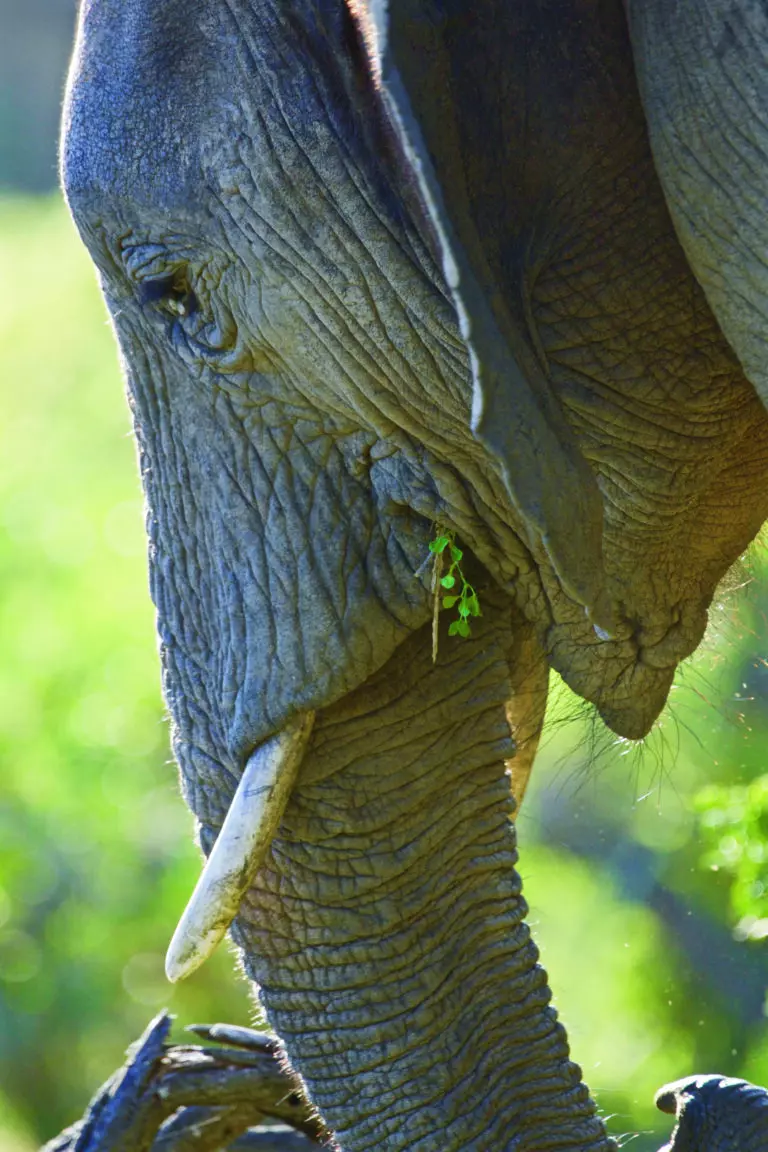  (3435) Elephant 3 präsentiert: Aus Afrika, Sonstige Tiere, Tiere, Wildtiere