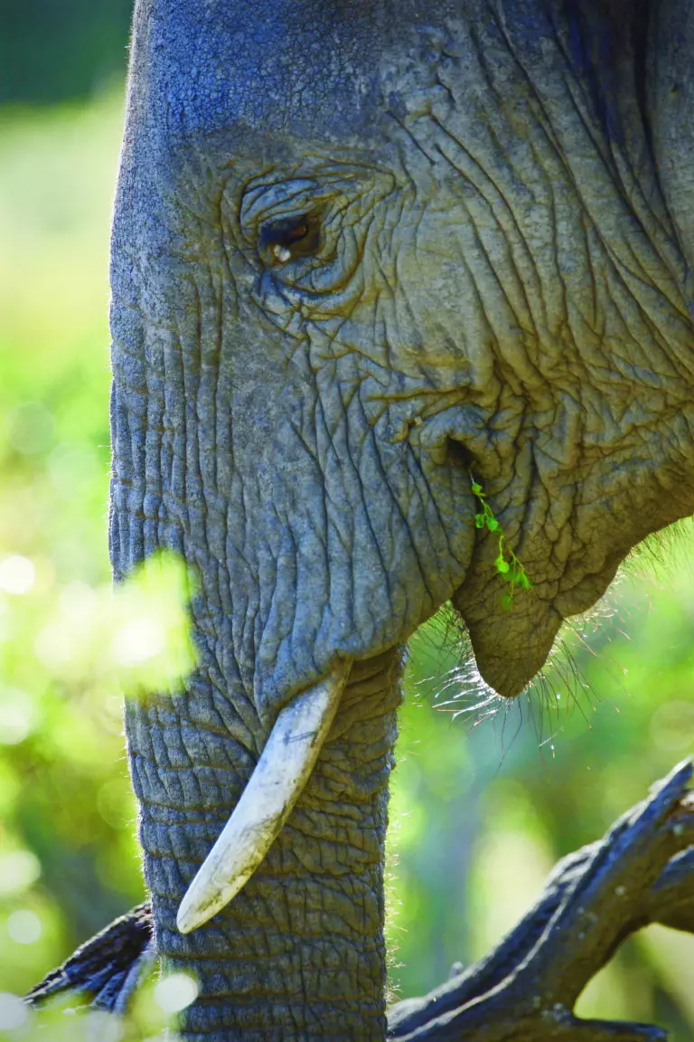  (3434) Elephant 2 präsentiert: Aus Afrika, Tiere