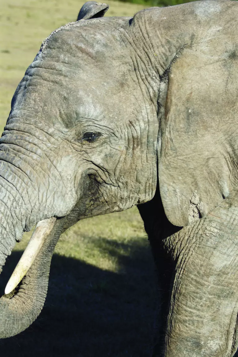  (3433) Elephant 2 präsentiert: Aus Afrika, Tiere