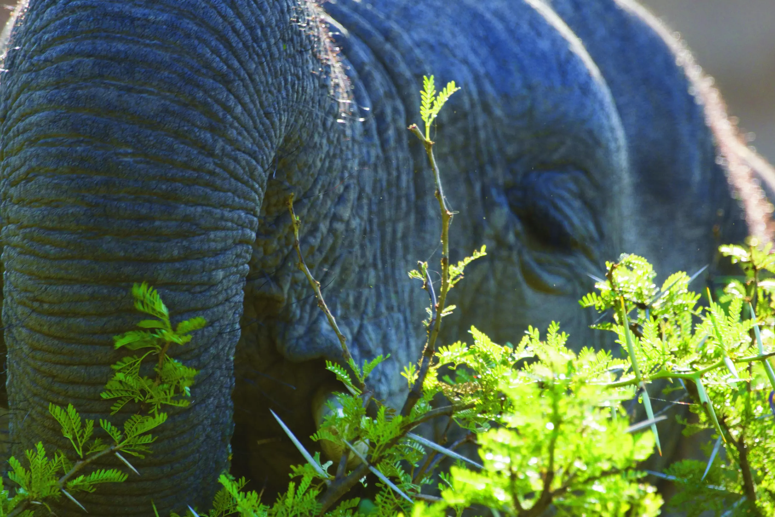Wandbild (3432) Elephant 1 präsentiert: Tiere,Aus Afrika