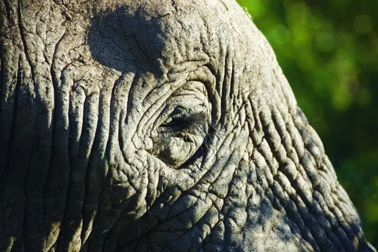  (3431) Elephant 1 präsentiert: Aus Afrika, Tiere
