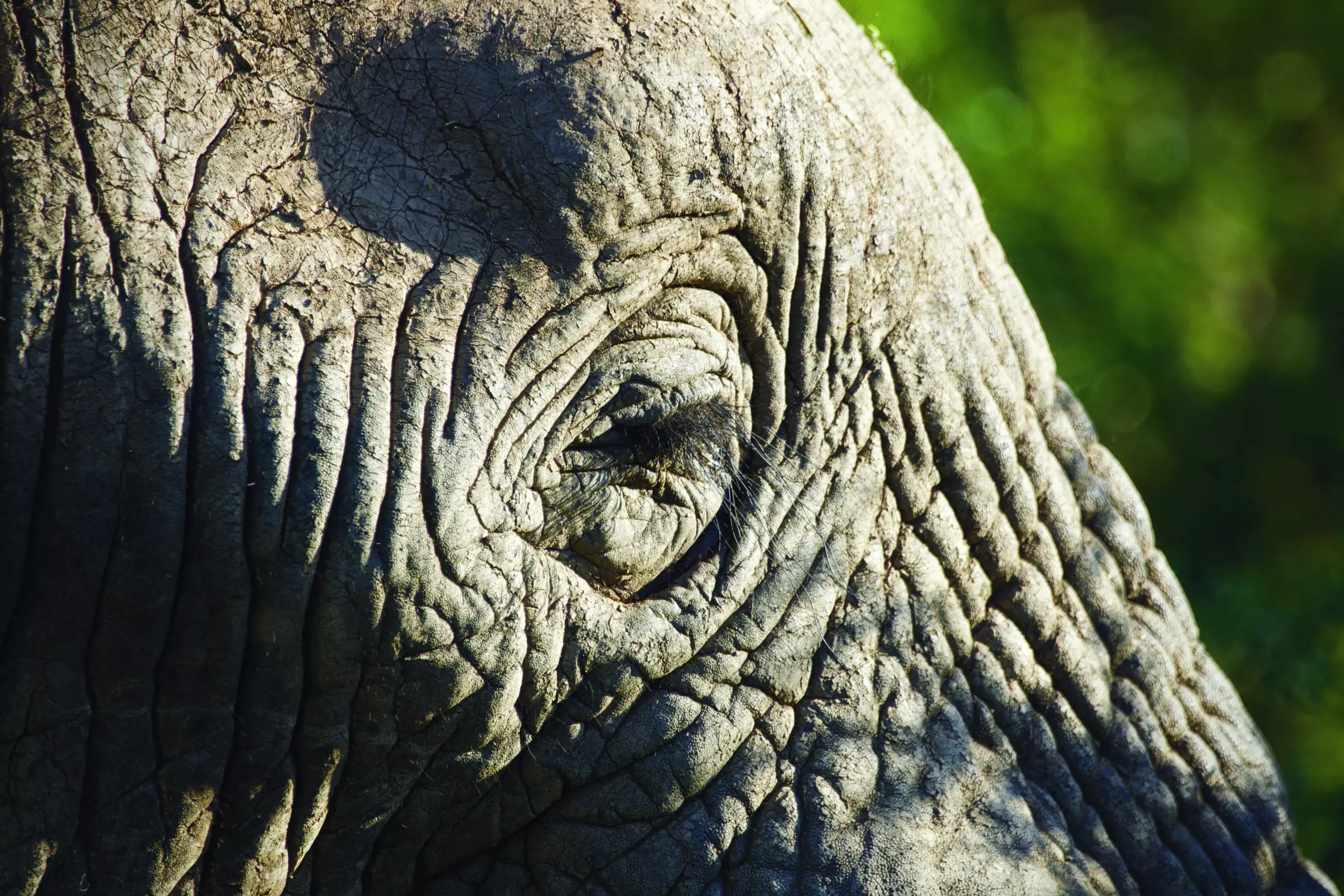 Wandbild (3431) Elephant 1 präsentiert: Tiere,Aus Afrika