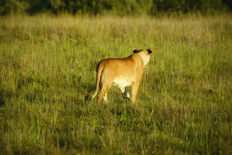  (3430) Löwin präsentiert: Aus Afrika, Tiere