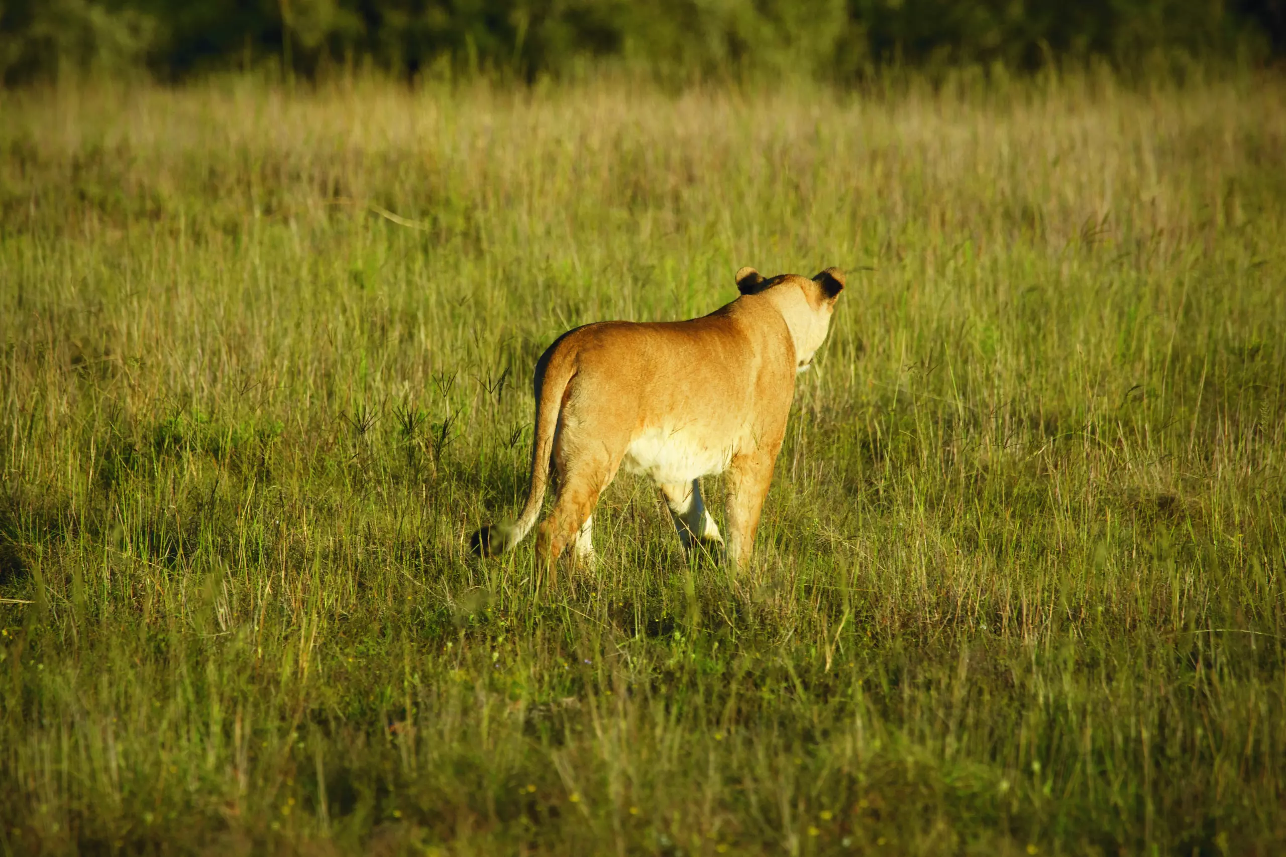 Wandbild (3430) Löwin präsentiert: Tiere,Aus Afrika