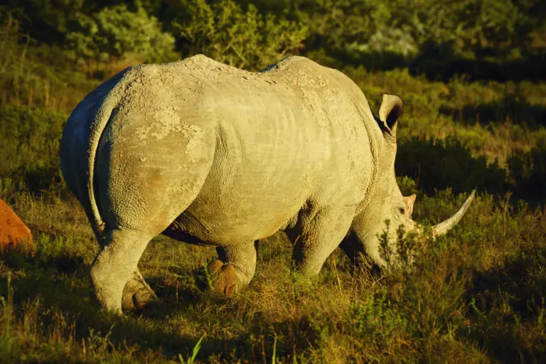  (3429) Rhino 2 präsentiert: Aus Afrika, Tiere