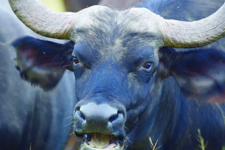  (3425) Büffel 2 präsentiert: Aus Afrika, Tiere