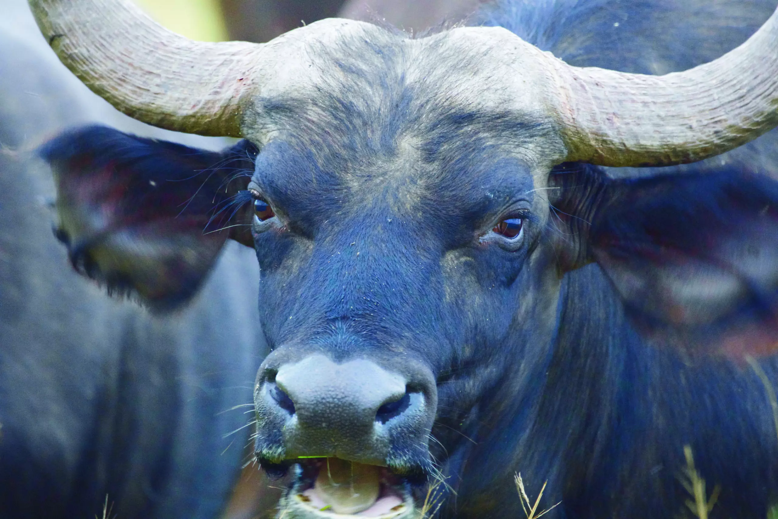 Wandbild (3425) Büffel 2 präsentiert: Tiere,Aus Afrika