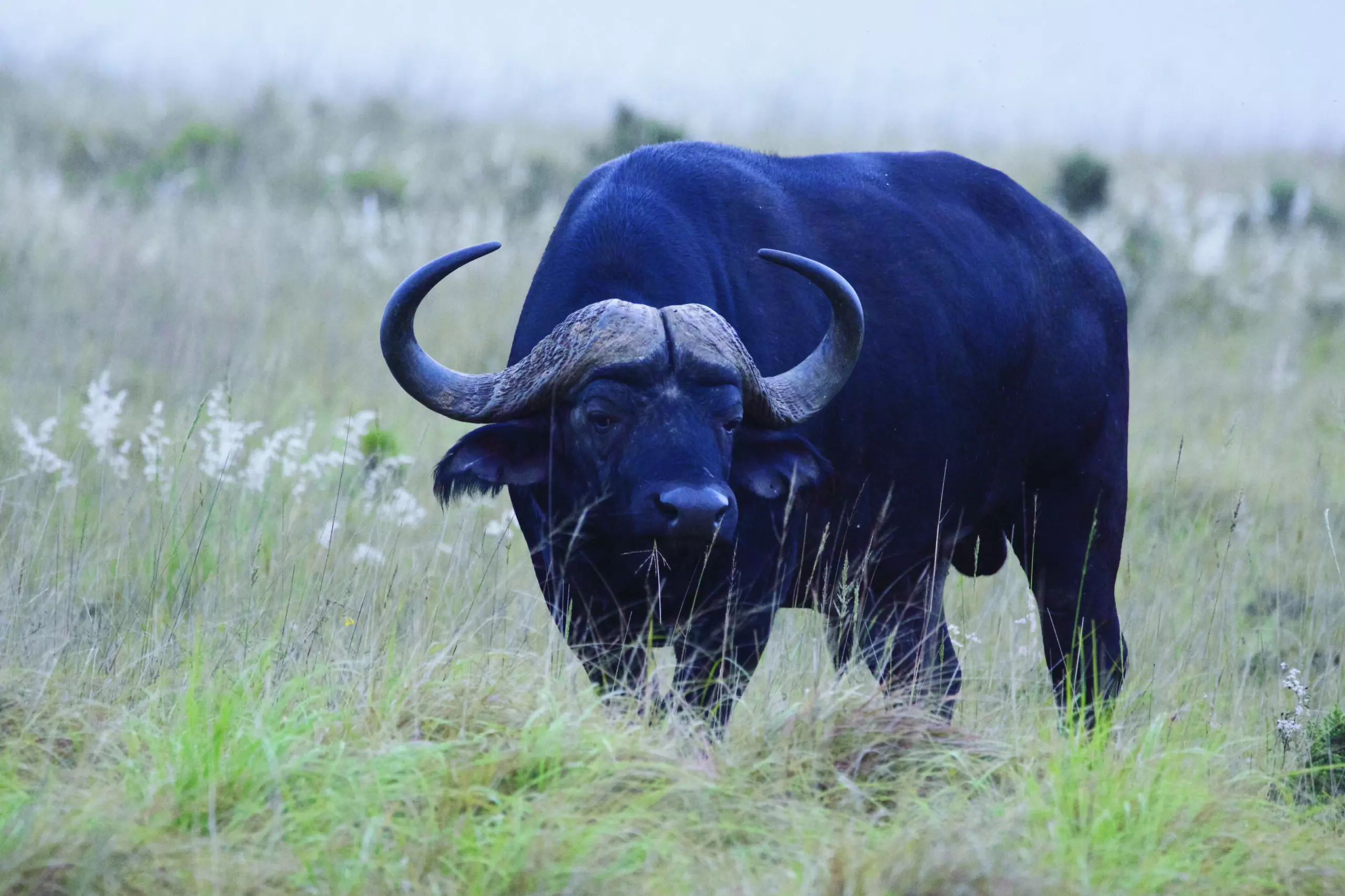 Wandbild (3424) Büffel 1 präsentiert: Tiere,Aus Afrika