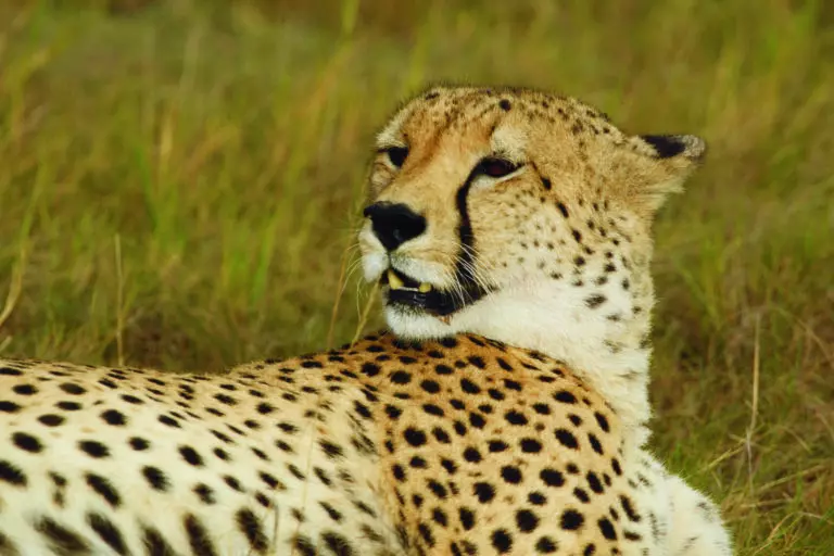  (3420) Cheetah 5 präsentiert: Aus Afrika, Tiere