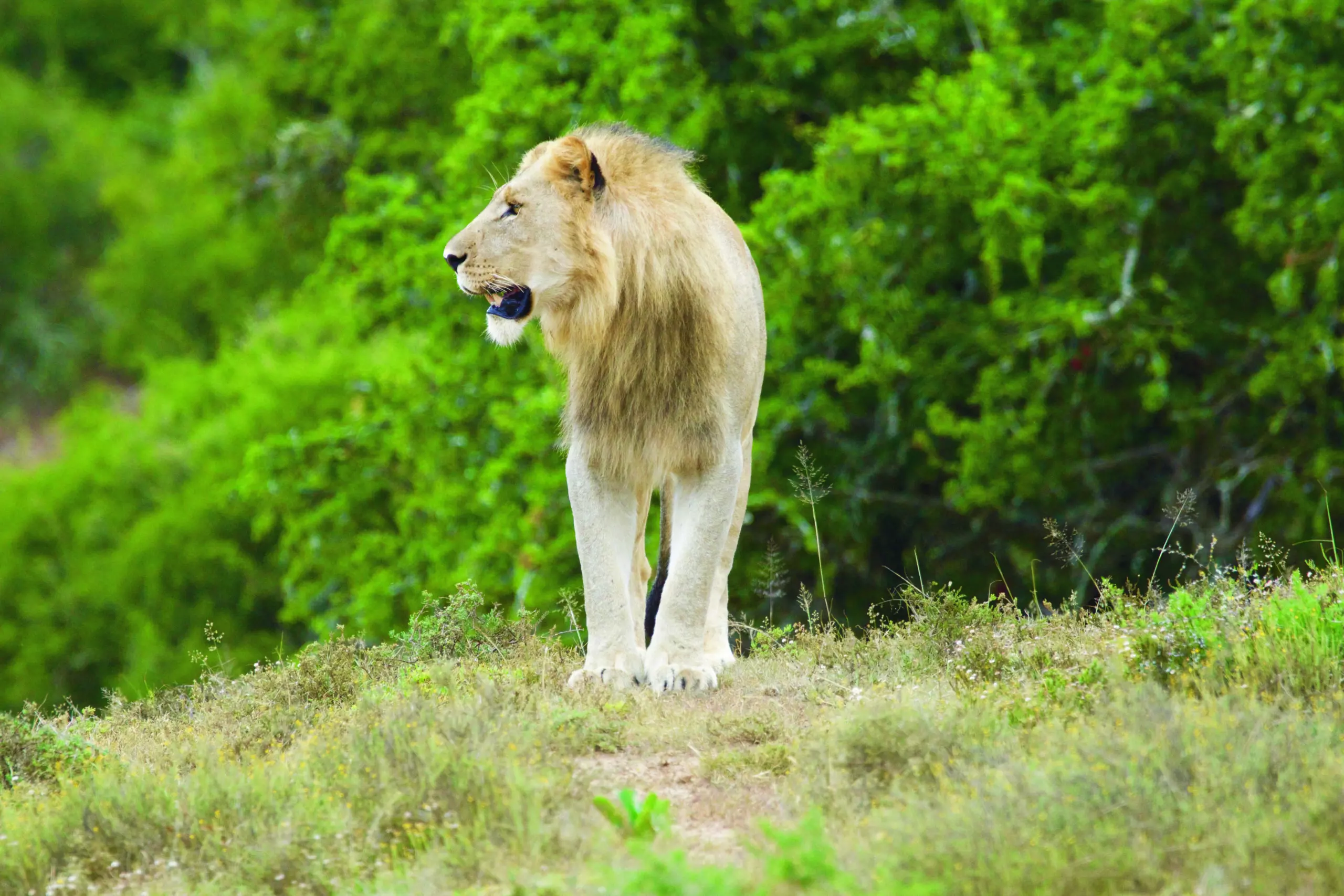 Wandbild (3408) Löwe 2 präsentiert: Tiere,Aus Afrika