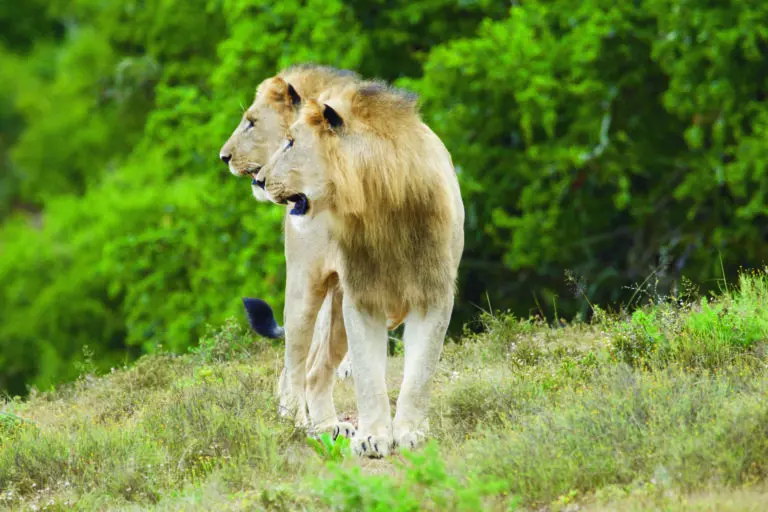 (3406) die zwei Löwen 2 präsentiert: Aus Afrika, Tiere