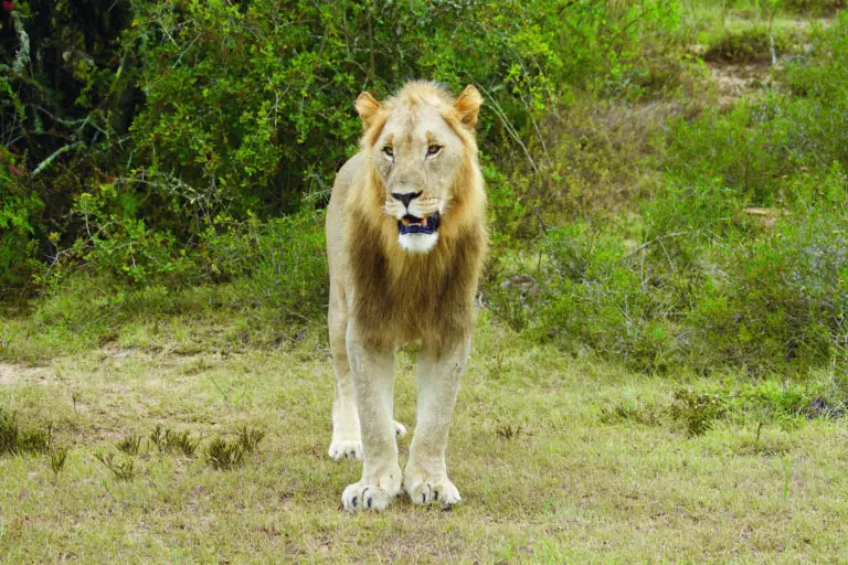  (3407) Löwe 1 präsentiert: Aus Afrika, Tiere
