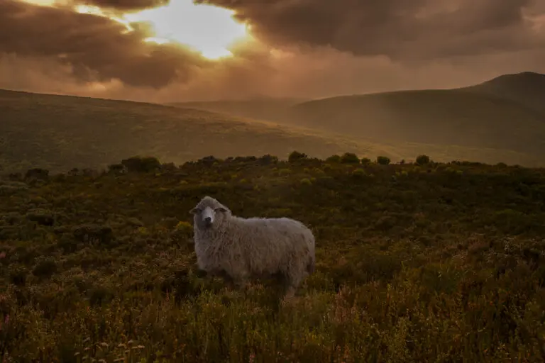  (3587) Sheep in Fynbos präsentiert:  