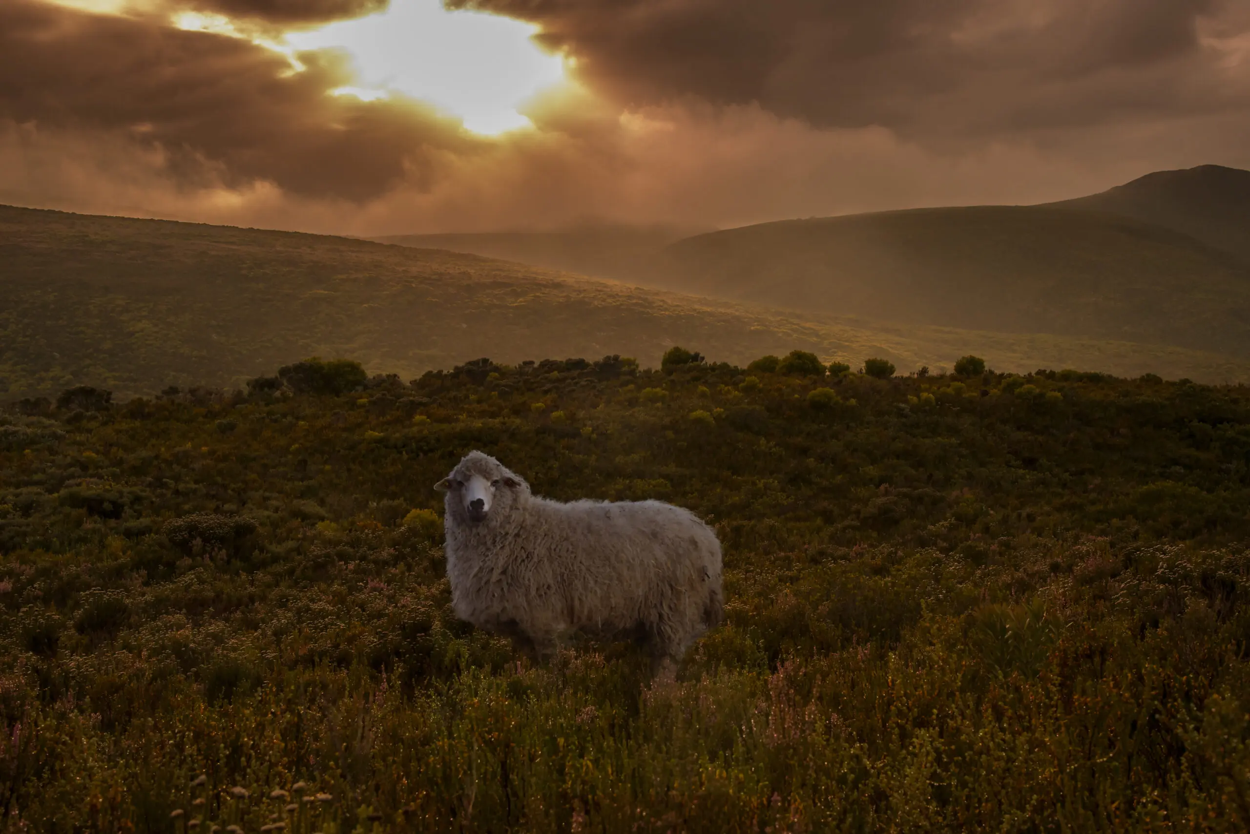 Sheep in Fynbos