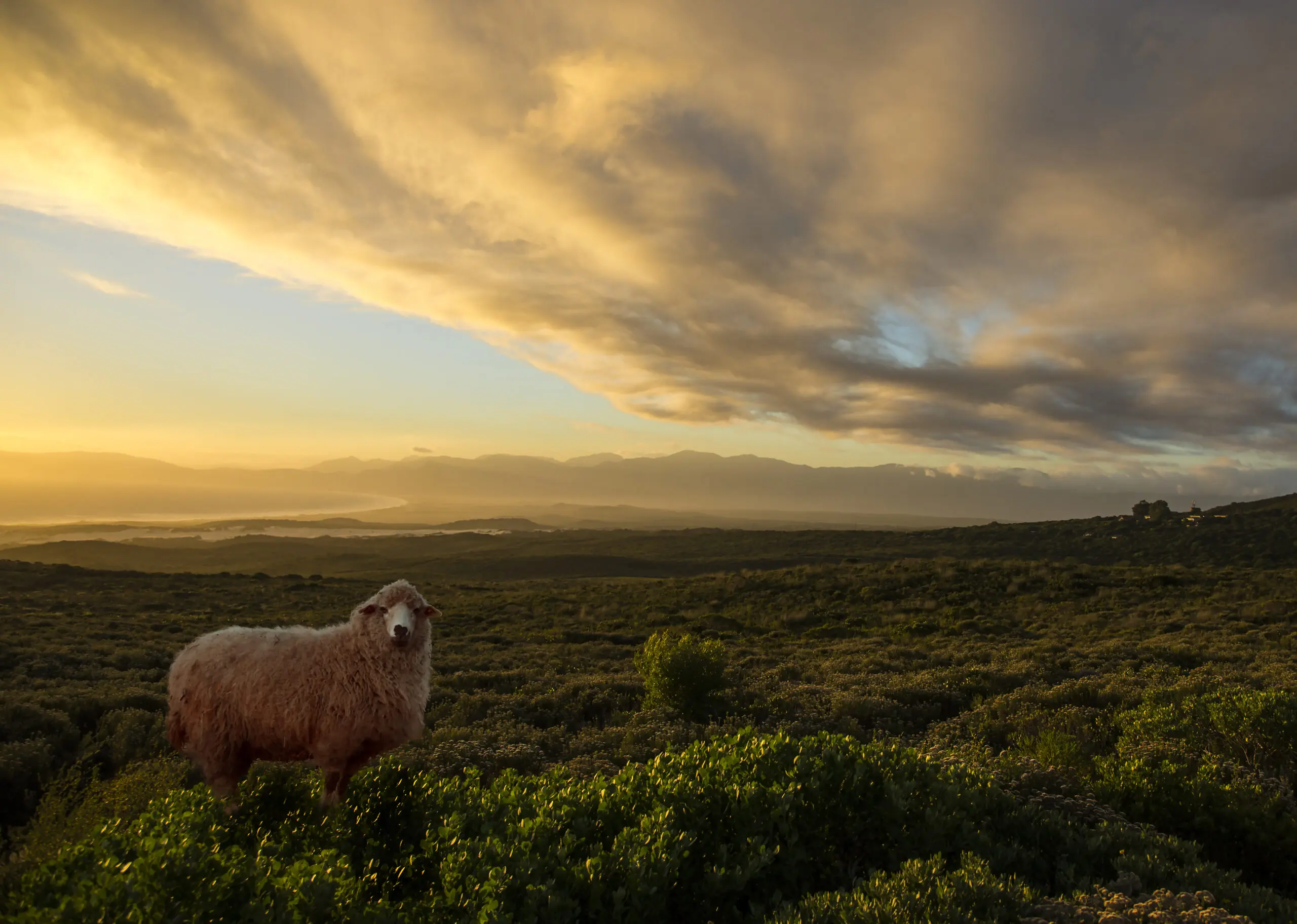 Sheep in Walkerbay