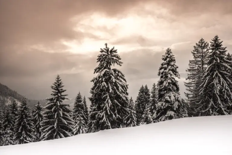 Bayerischer Winterwald