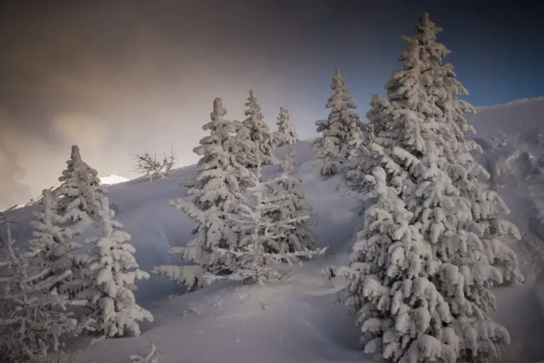 Snowy Forest