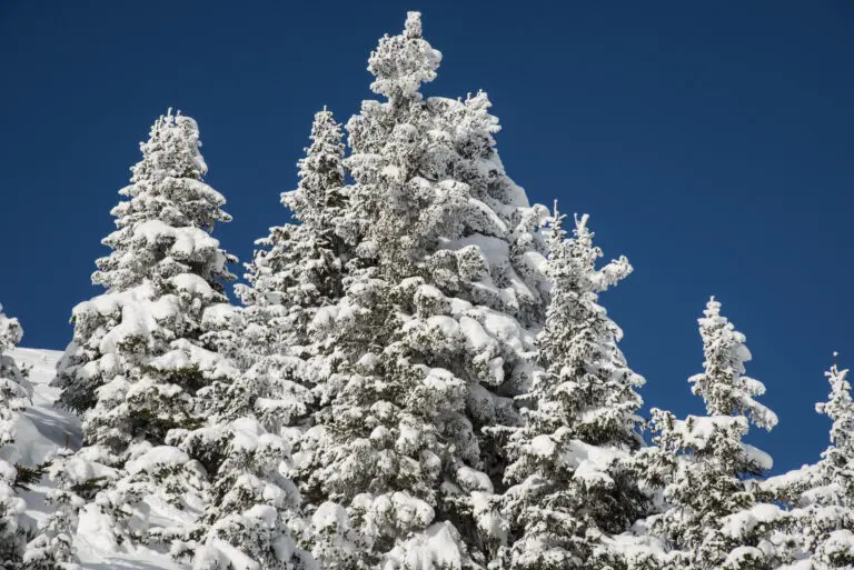 Snowy Tree