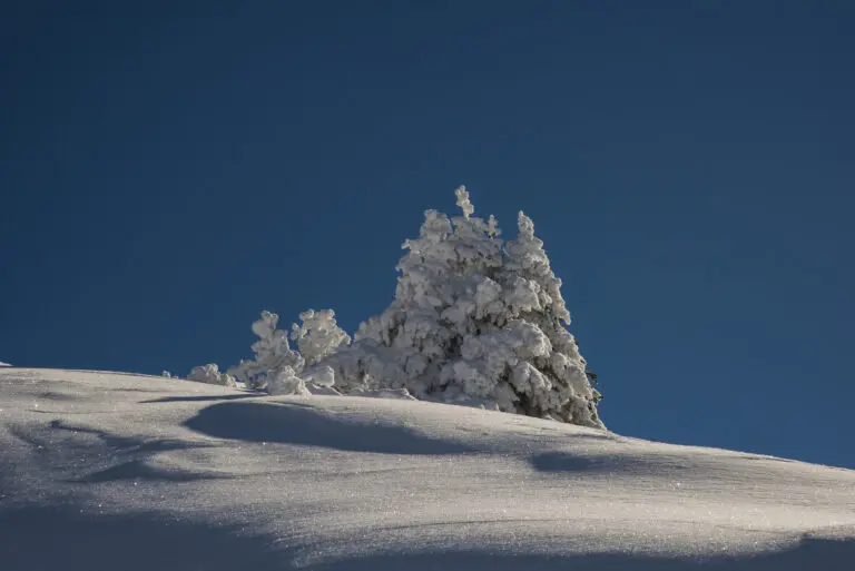 Winterbäume