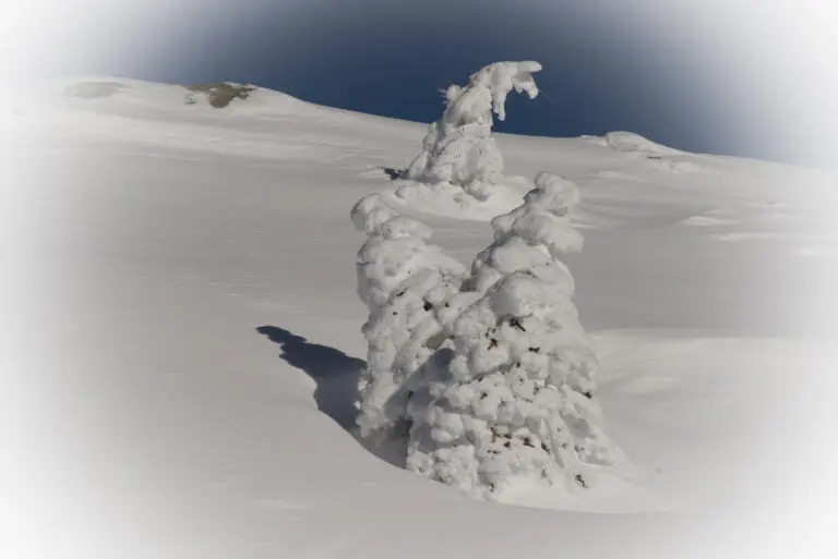 Snow dreams
