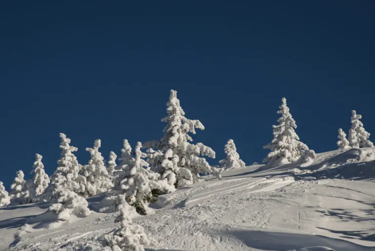 Foret du hiver