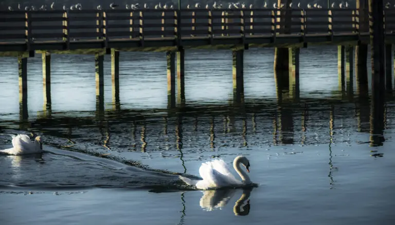 white swan