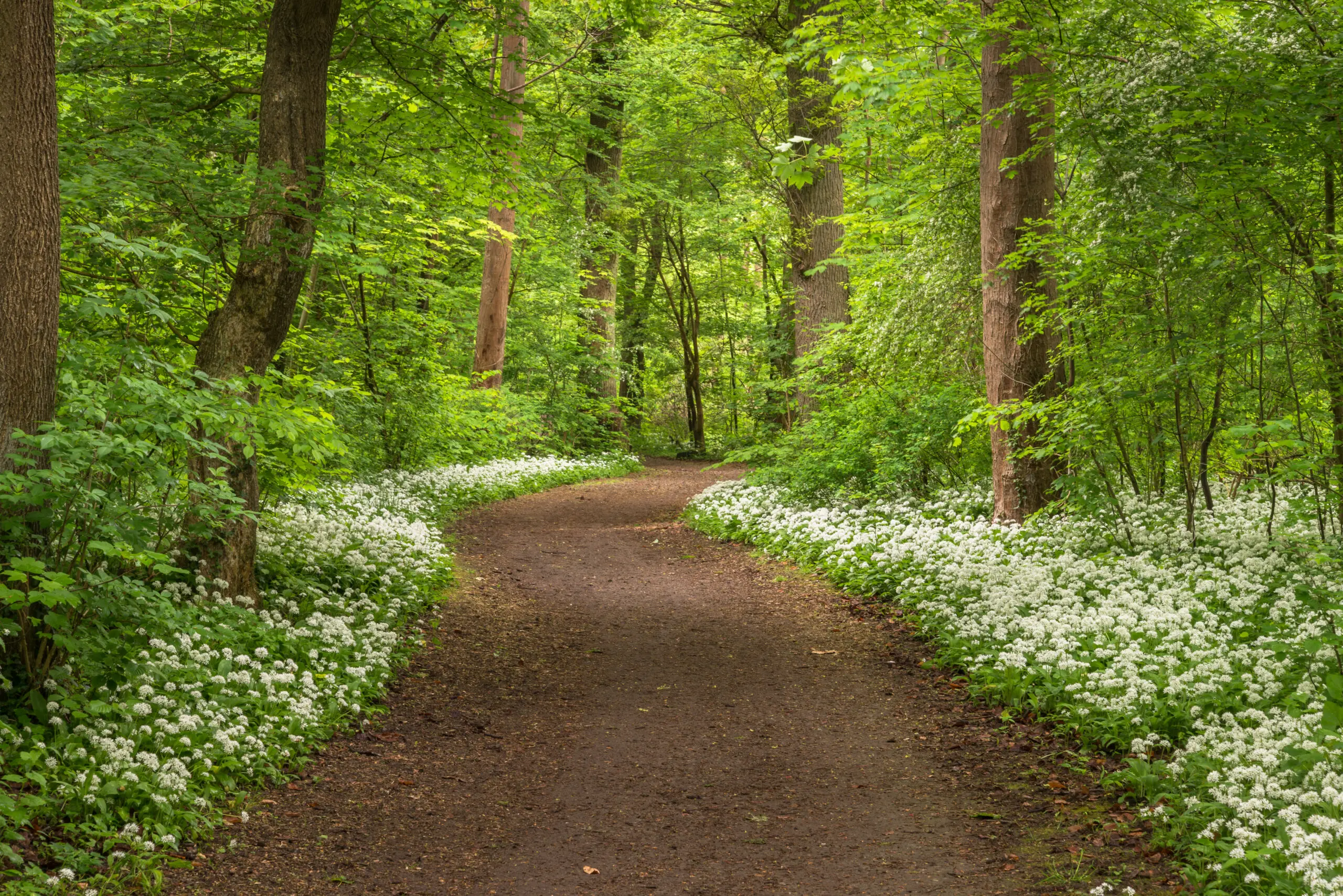 Wald voller Bärlauch im Frühling 5