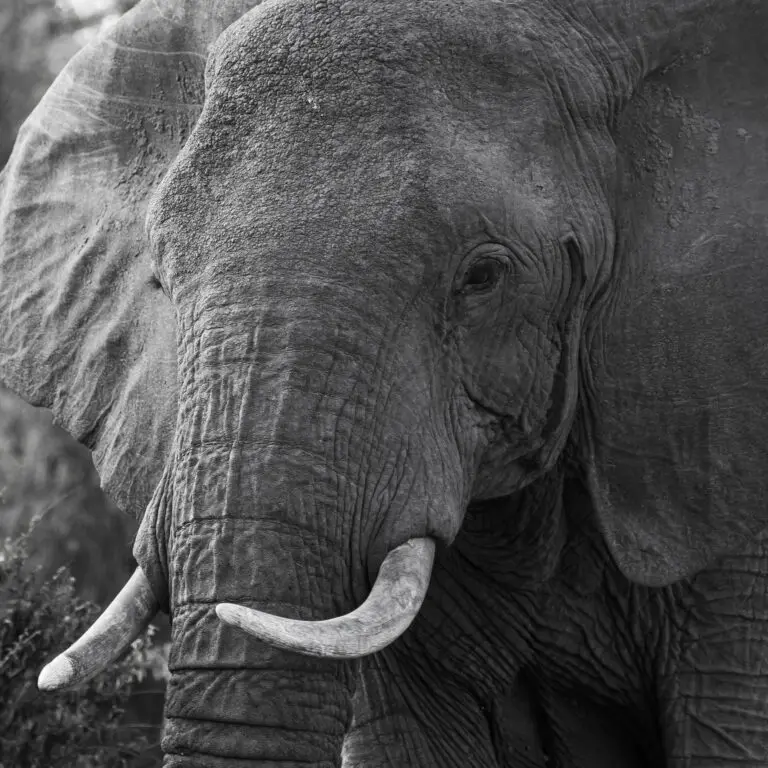 Black Loxodonta Africana