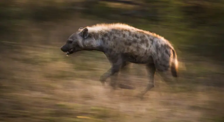 On the Move